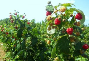 Наличие в плодах малины салициловой кислоты позволяет использовать ягоды в качестве потогонного средства.
