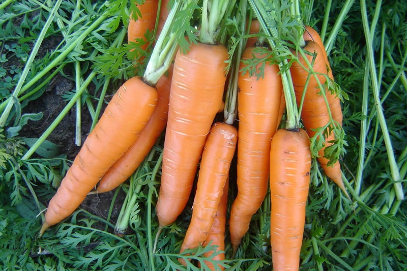 Морковь химический состав.
