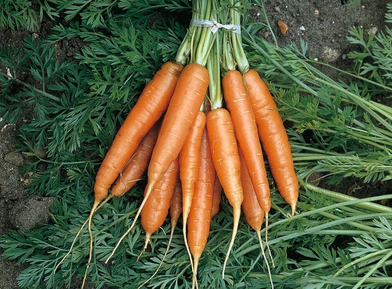 Морковь источник витаминов.