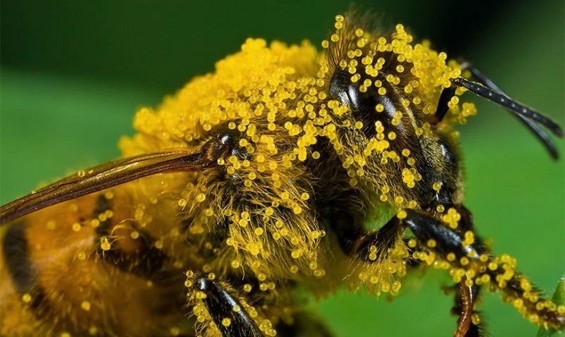 Пыльца на пчеле.