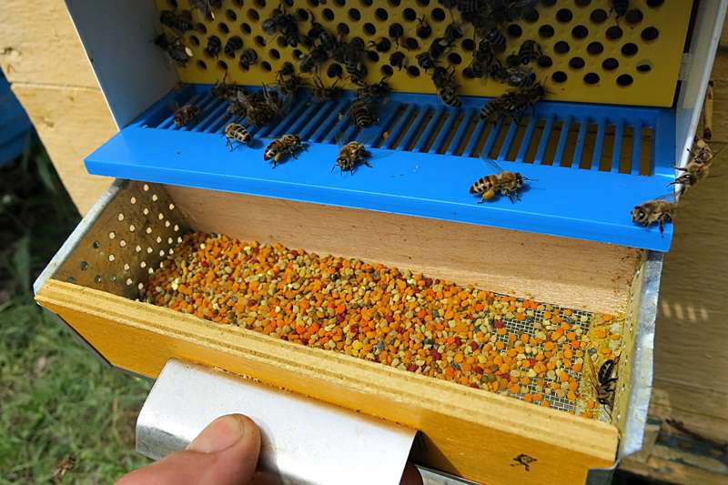 Сбор цветочной пыльцы пчеловодом.