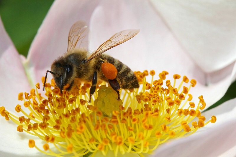 Сбор цветочной пыльцы пчёлами.