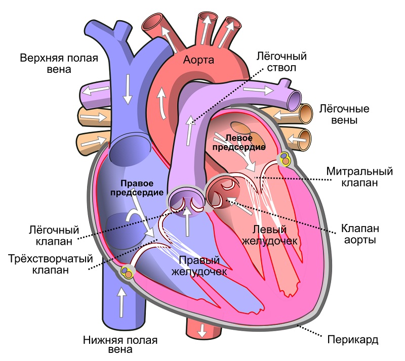 Схема сердца человека.