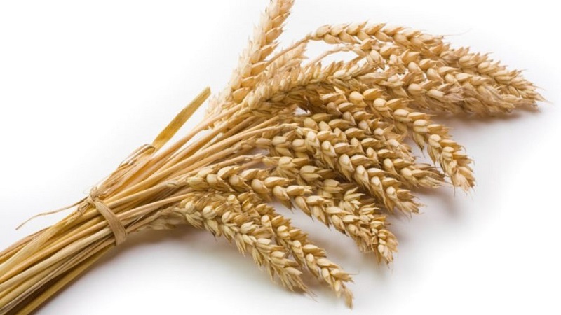 Колосья пшеницы польза.